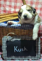 Kush, a male Bernese Mountain Dog and Great Pyrenees for sale in Tampico, IL – 5 of 7