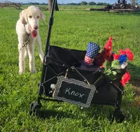 Cream Parti Knox, a male Poodle - Standard  for sale in Tampico, IL – 4 of 4