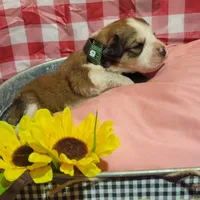 Nugget, a male Bernese Mountain Dog and Great Pyrenees for sale in Tampico, IL – 2 of 7