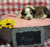 Maui, a female Bernese Mountain Dog and Great Pyrenees for sale in Tampico, IL – 2 of 8