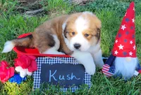 Great Bernese Kush, a male Bernese Mountain Dog and Great Pyrenees for sale in Tampico, IL – 2 of 10
