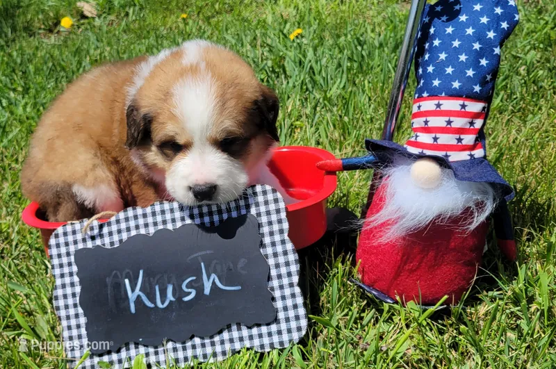 Kush – Bernese Mountain Dog, Great Pyrenees puppy for sale in Tampico, IL