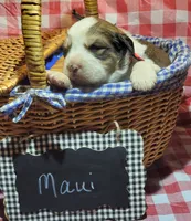 Maui, a female Bernese Mountain Dog and Great Pyrenees for sale in Tampico, IL – 6 of 8