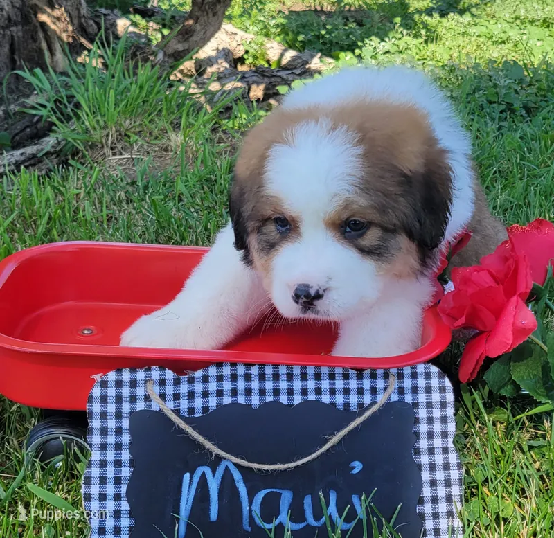 Maui – Bernese Mountain Dog, Great Pyrenees puppy on hold in Tampico, IL