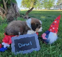 Great Bernese Diesel, a male Bernese Mountain Dog and Great Pyrenees for sale in Tampico, IL – 4 of 10