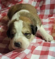 Kush, a male Bernese Mountain Dog and Great Pyrenees for sale in Tampico, IL – 2 of 7