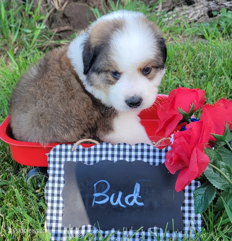 Bud – Bernese Mountain Dog, Great Pyrenees puppy for sale in Tampico, IL