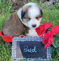 Great Bernese Bud, a male Bernese Mountain Dog and Great Pyrenees for sale in Tampico, IL – 1 of 10