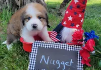 Great Bernese Nugget, a male Bernese Mountain Dog and Great Pyrenees for sale in Tampico, IL – 3 of 10