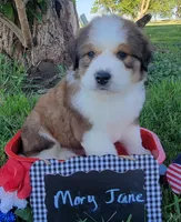 Great Bernese Mary Jane, a female Bernese Mountain Dog and Great Pyrenees for sale in Tampico, IL – 3 of 10