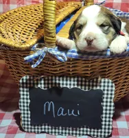 Maui, a female Bernese Mountain Dog and Great Pyrenees for sale in Tampico, IL – 5 of 8