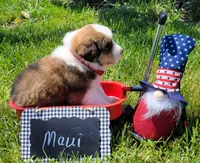 Great Bernese Maui, a female Bernese Mountain Dog and Great Pyrenees for sale in Tampico, IL – 7 of 10