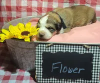 Flower, a female Bernese Mountain Dog and Great Pyrenees for sale in Tampico, IL – 2 of 7