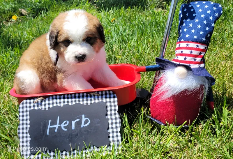 Herb – Bernese Mountain Dog, Great Pyrenees puppy for sale in Tampico, IL