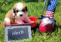 Great Bernese Herb, a male Bernese Mountain Dog and Great Pyrenees for sale in Tampico, IL – 5 of 10