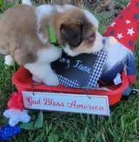 Great Bernese Mary Jane, a female Bernese Mountain Dog and Great Pyrenees for sale in Tampico, IL – 4 of 10