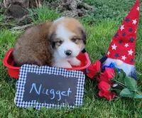 Great Bernese Nugget, a male Bernese Mountain Dog and Great Pyrenees for sale in Tampico, IL – 4 of 10