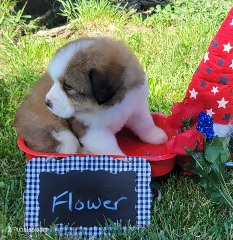 Flower – Bernese Mountain Dog, Great Pyrenees puppy on hold in Tampico, IL