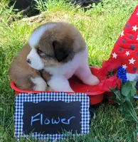 Great Bernese Flower, a female Bernese Mountain Dog and Great Pyrenees for sale in Tampico, IL – 1 of 10