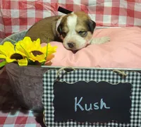 Kush, a male Bernese Mountain Dog and Great Pyrenees for sale in Tampico, IL – 3 of 7