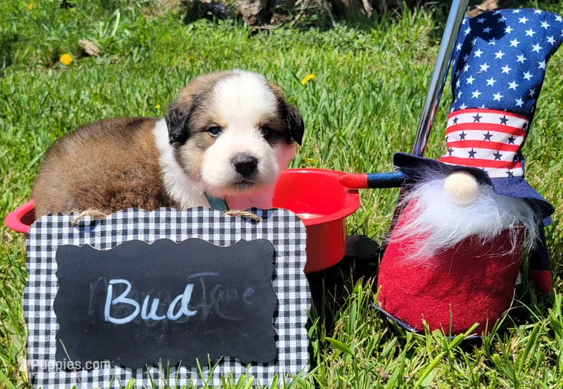 Bud – Bernese Mountain Dog, Great Pyrenees puppy for sale in Tampico, IL