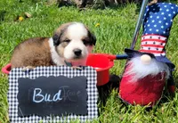 Great Bernese Bud, a male Bernese Mountain Dog and Great Pyrenees for sale in Tampico, IL – 5 of 10