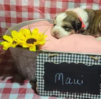 Maui, a female Bernese Mountain Dog and Great Pyrenees for sale in Tampico, IL – 4 of 8