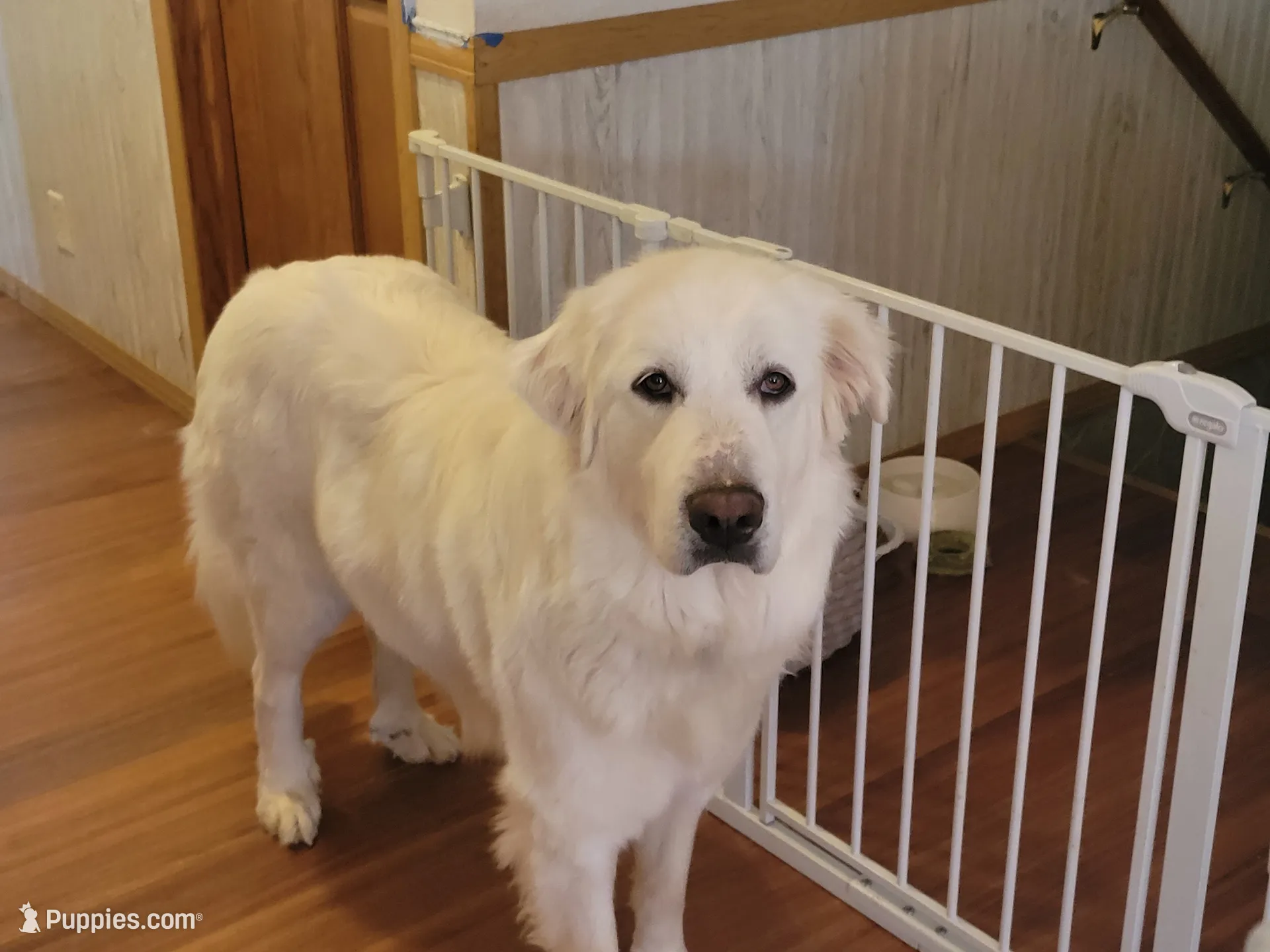 Diesel, a male Bernese Mountain Dog and Great Pyrenees for sale in Tampico, IL – 8 of 8