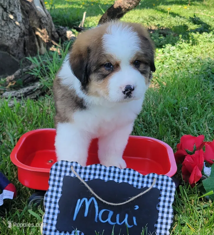 Maui – Bernese Mountain Dog, Great Pyrenees puppy on hold in Tampico, IL