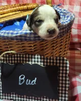 Bud, a male Bernese Mountain Dog and Great Pyrenees for sale in Tampico, IL – 3 of 6