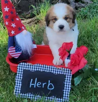 Great Bernese Herb, a male Bernese Mountain Dog and Great Pyrenees for sale in Tampico, IL – 3 of 10