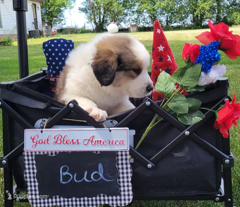Great Bernese Bud – Bernese Mountain Dog, Great Pyrenees puppy for sale in Tampico, IL