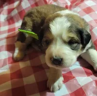Mary Jane, a female Bernese Mountain Dog and Great Pyrenees for sale in Tampico, IL – 4 of 7