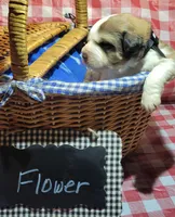 Flower, a female Bernese Mountain Dog and Great Pyrenees for sale in Tampico, IL – 5 of 7