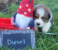 Great Bernese Diesel, a male Bernese Mountain Dog and Great Pyrenees for sale in Tampico, IL – 2 of 10