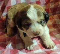 Flower, a female Bernese Mountain Dog and Great Pyrenees for sale in Tampico, IL – 3 of 7