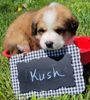Great Bernese Kush, a male Bernese Mountain Dog and Great Pyrenees for sale in Tampico, IL – 6 of 10