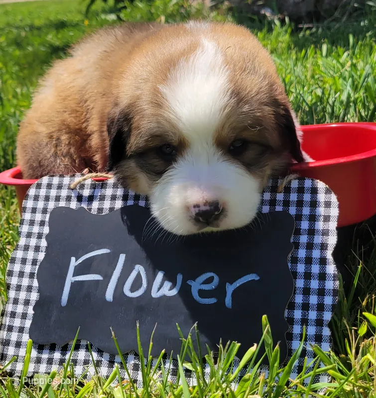 Flower – Bernese Mountain Dog, Great Pyrenees puppy on hold in Tampico, IL