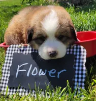 Great Bernese Flower, a female Bernese Mountain Dog and Great Pyrenees for sale in Tampico, IL – 5 of 10