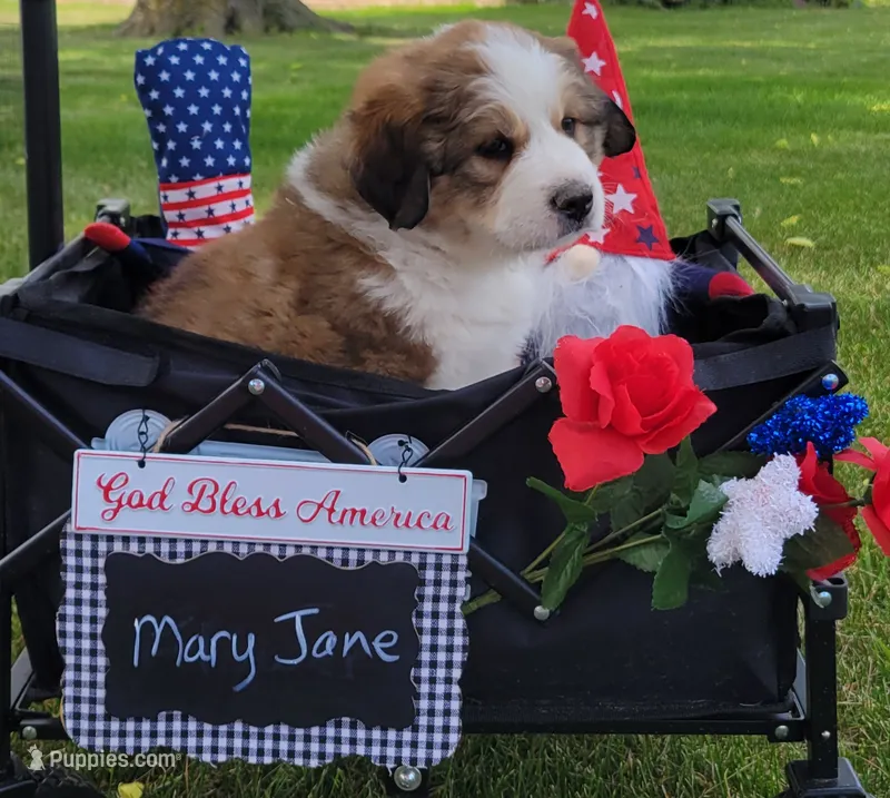 Great Bernese Mary Jane – Bernese Mountain Dog, Great Pyrenees puppy for sale in Tampico, IL