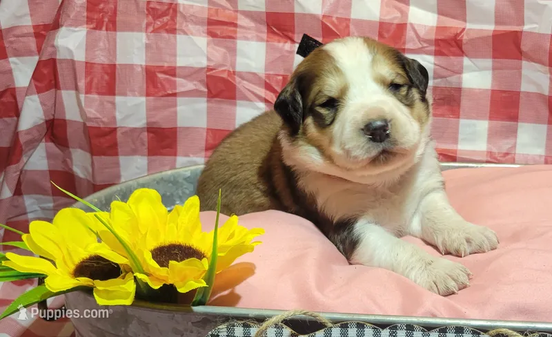 Kush – Bernese Mountain Dog, Great Pyrenees puppy for sale in Tampico, IL