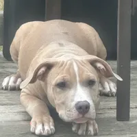 Ace, a male American Bully for sale in West Bloomfield, MI – Photo 6 of 9