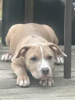 Ace, a male American Bully for sale in West Bloomfield, MI – Photo 6 of 9