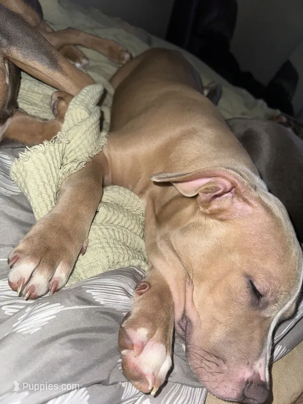 Ace – American Bully puppy for sale in West Bloomfield, MI