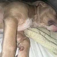 Ace, a male American Bully for sale in West Bloomfield, MI – Photo 5 of 9