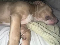 Ace, a male American Bully for sale in West Bloomfield, MI – Photo 5 of 9