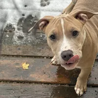 Ace, a male American Bully for sale in West Bloomfield, MI – Photo 2 of 9