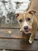 Ace, a male American Bully for sale in West Bloomfield, MI – Photo 4 of 9