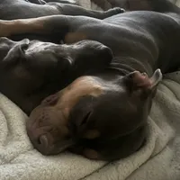 Ace, a male American Bully for sale in West Bloomfield, MI – Photo 9 of 9