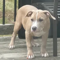 Ace, a male American Bully for sale in West Bloomfield, MI – Photo 1 of 9